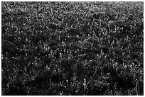 Backlit wildflowers near Table Mountain. Jedediah Smith Wilderness,  Caribou-Targhee National Forest, Idaho, USA ( black and white)