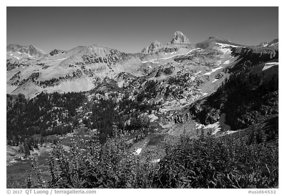 Lupine, Table Mountain ridge, and Tetons peeking. Jedediah Smith Wilderness,  Caribou-Targhee National Forest, Idaho, USA (black and white)