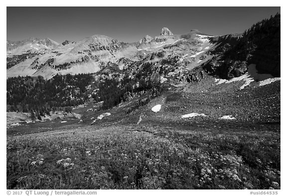 Wildflowers, Table Mountain ridge, and Tetons peeking. Jedediah Smith Wilderness,  Caribou-Targhee National Forest, Idaho, USA (black and white)