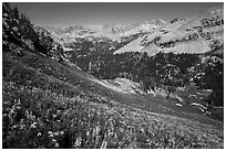 Basin with wildflowers, Huckleberry Trail. Jedediah Smith Wilderness,  Caribou-Targhee National Forest, Idaho, USA ( black and white)