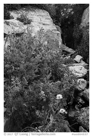 Wildflowers and stream, Huckleberry Trail. Jedediah Smith Wilderness,  Caribou-Targhee National Forest, Idaho, USA (black and white)