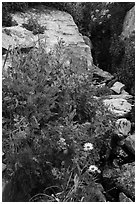 Wildflowers and stream, Huckleberry Trail. Jedediah Smith Wilderness,  Caribou-Targhee National Forest, Idaho, USA ( black and white)