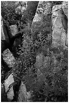 Lupine and rocks. Jedediah Smith Wilderness,  Caribou-Targhee National Forest, Idaho, USA ( black and white)