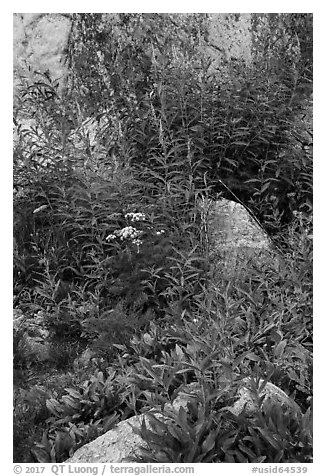 Wildflowers and rocks. Jedediah Smith Wilderness,  Caribou-Targhee National Forest, Idaho, USA (black and white)