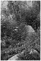 Wildflowers and rocks. Jedediah Smith Wilderness,  Caribou-Targhee National Forest, Idaho, USA ( black and white)