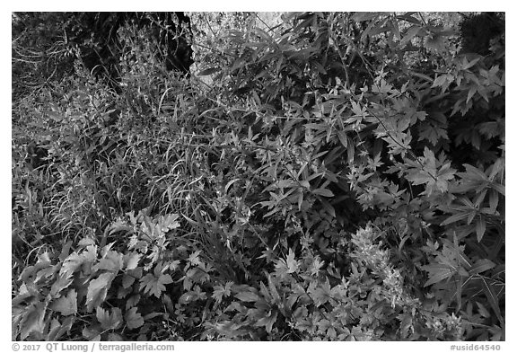 Multicolored wildflowers. Jedediah Smith Wilderness,  Caribou-Targhee National Forest, Idaho, USA (black and white)