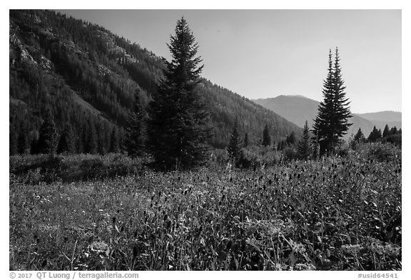 Meadow in late summer, Huckleberry Trail. Jedediah Smith Wilderness,  Caribou-Targhee National Forest, Idaho, USA (black and white)