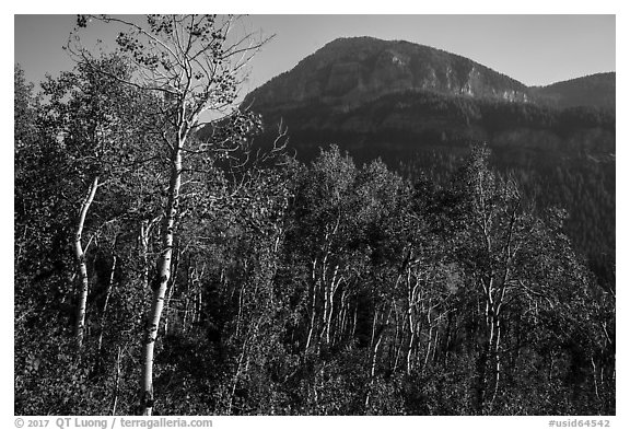 Aspen and mountain in late summer, Huckleberry Trail. Jedediah Smith Wilderness,  Caribou-Targhee National Forest, Idaho, USA (black and white)