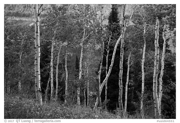 Aspen and distant cliffs. Jedediah Smith Wilderness,  Caribou-Targhee National Forest, Idaho, USA (black and white)