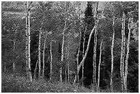 Aspen and distant cliffs. Jedediah Smith Wilderness,  Caribou-Targhee National Forest, Idaho, USA ( black and white)