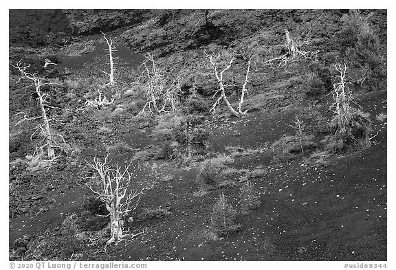 Tree skeltons and sapplings in North Crater cinder cone. Craters of the Moon National Monument and Preserve, Idaho, USA (black and white)