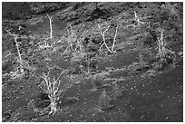 Tree skeltons and sapplings in North Crater cinder cone. Craters of the Moon National Monument and Preserve, Idaho, USA ( black and white)