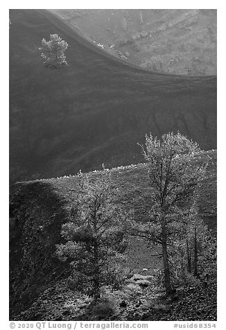 Limber pines in Big Craters. Craters of the Moon National Monument and Preserve, Idaho, USA (black and white)