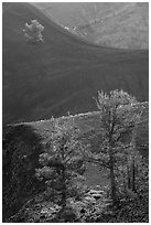 Limber pines in Big Craters. Craters of the Moon National Monument and Preserve, Idaho, USA ( black and white)