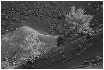 Limber pines with lava rocks and colorful cinder in Big Craters. Craters of the Moon National Monument and Preserve, Idaho, USA ( black and white)