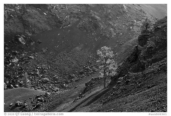 Pine trees growing inside cinder cone of Big Craters. Craters of the Moon National Monument and Preserve, Idaho, USA (black and white)