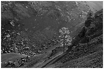 Pine trees growing inside cinder cone of Big Craters. Craters of the Moon National Monument and Preserve, Idaho, USA ( black and white)