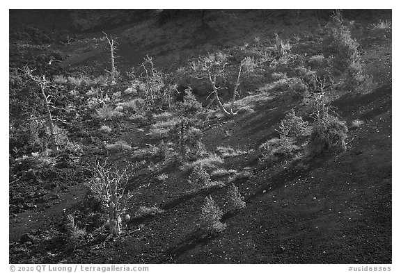 Tree skeltons and pine sapplings in North Crater. Craters of the Moon National Monument and Preserve, Idaho, USA