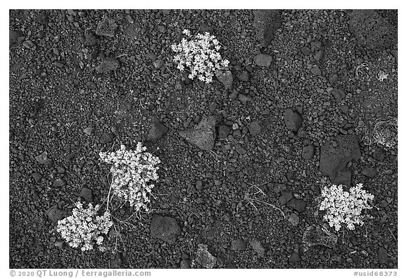 Close-up of dwarf buckwheat plants growing on cinders. Craters of the Moon National Monument and Preserve, Idaho, USA (black and white)