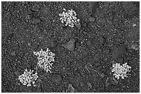 Close-up of dwarf buckwheat plants growing on cinders. Craters of the Moon National Monument and Preserve, Idaho, USA ( black and white)