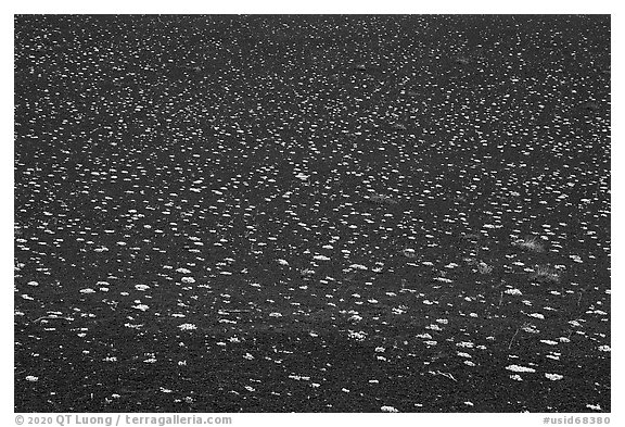 Regularly spaced dwarf buckwheat plants (Eriogonum ovalifolium). Craters of the Moon National Monument and Preserve, Idaho, USA (black and white)