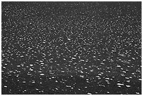 Regularly spaced dwarf buckwheat plants (Eriogonum ovalifolium). Craters of the Moon National Monument and Preserve, Idaho, USA ( black and white)