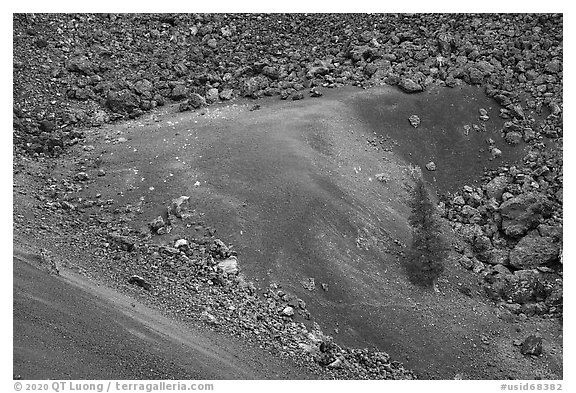 Pine tree, cinders and lava. Craters of the Moon National Monument and Preserve, Idaho, USA (black and white)