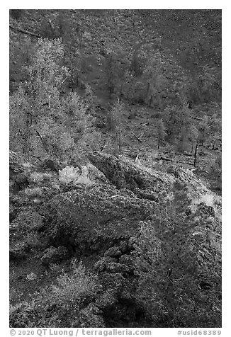 Limber pines in Echo Crater. Craters of the Moon National Monument and Preserve, Idaho, USA (black and white)