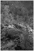 Limber pines in Echo Crater. Craters of the Moon National Monument and Preserve, Idaho, USA ( black and white)