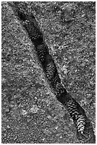 Fissure in lichen-covered lava filled with pine cones. Craters of the Moon National Monument and Preserve, Idaho, USA ( black and white)