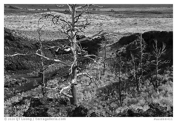 Tree skeletons, Echo Crater. Craters of the Moon National Monument and Preserve, Idaho, USA (black and white)