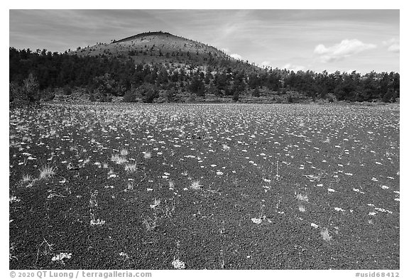 Dwarf buckwheat on cinders and Big Cinder Butte. Craters of the Moon National Monument and Preserve, Idaho, USA