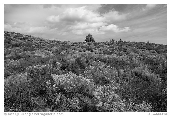 Sage and pines. Craters of the Moon National Monument and Preserve, Idaho, USA (black and white)
