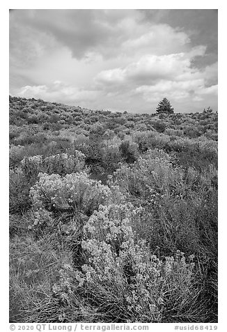 Sagebrush and pine tree. Craters of the Moon National Monument and Preserve, Idaho, USA
