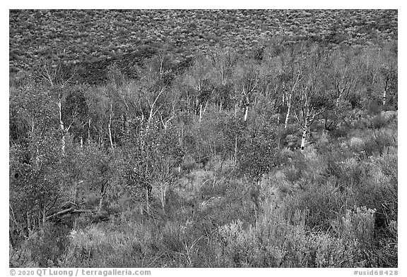 Aspen inside Snowdrift Crater. Craters of the Moon National Monument and Preserve, Idaho, USA (black and white)