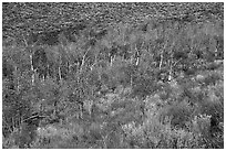 Aspen inside Snowdrift Crater. Craters of the Moon National Monument and Preserve, Idaho, USA ( black and white)