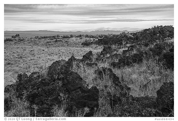 Sunflower, edge of Laidlaw Kipuka. Craters of the Moon National Monument and Preserve, Idaho, USA (black and white)