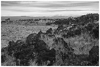 Sunflower, edge of Laidlaw Kipuka. Craters of the Moon National Monument and Preserve, Idaho, USA ( black and white)