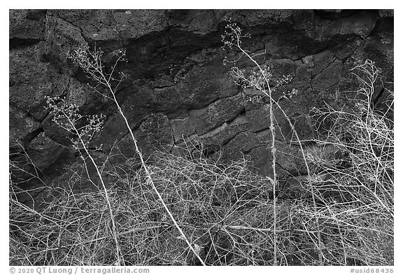 Grasses and basalt rocks. Craters of the Moon National Monument and Preserve, Idaho, USA (black and white)