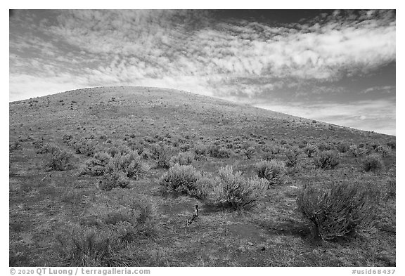 Rabbitbrush and Bear Den Butte. Craters of the Moon National Monument and Preserve, Idaho, USA (black and white)