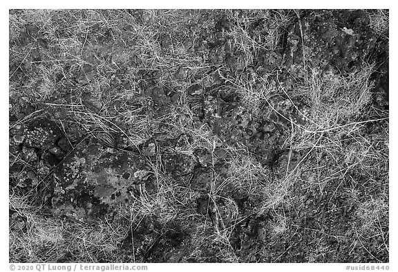 Close up of lava rocks with grasses. Craters of the Moon National Monument and Preserve, Idaho, USA (black and white)