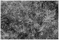 Close up of lava rocks with grasses. Craters of the Moon National Monument and Preserve, Idaho, USA ( black and white)