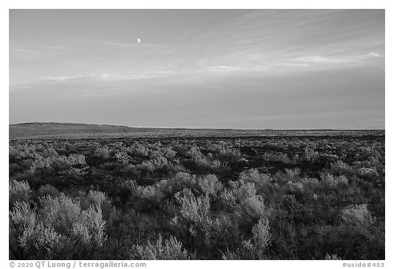 Sagebrush and moon near Wapi Park. Craters of the Moon National Monument and Preserve, Idaho, USA (black and white)