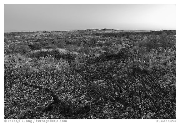 Pahoehoe lava from Wapi Flow and flowers at dawn. Craters of the Moon National Monument and Preserve, Idaho, USA (black and white)
