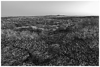 Pahoehoe lava from Wapi Flow and flowers at dawn. Craters of the Moon National Monument and Preserve, Idaho, USA ( black and white)