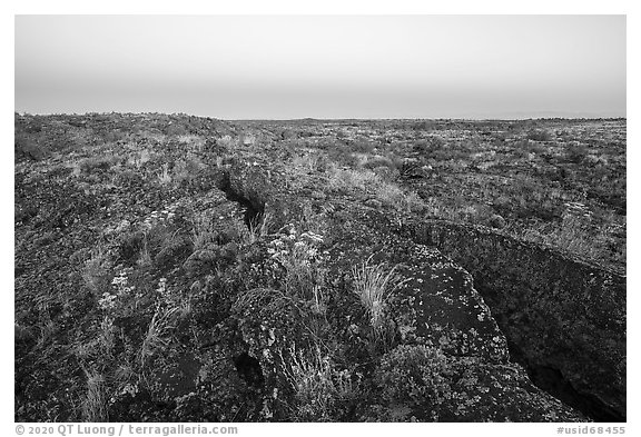 Flowers on Wapi Flow lava. Craters of the Moon National Monument and Preserve, Idaho, USA