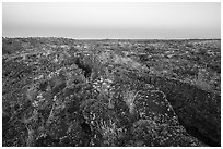 Flowers on Wapi Flow lava. Craters of the Moon National Monument and Preserve, Idaho, USA ( black and white)