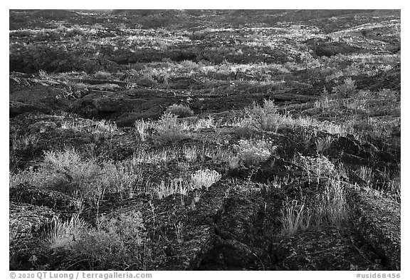Vegetation taking root on Wapi Flow lava. Craters of the Moon National Monument and Preserve, Idaho, USA