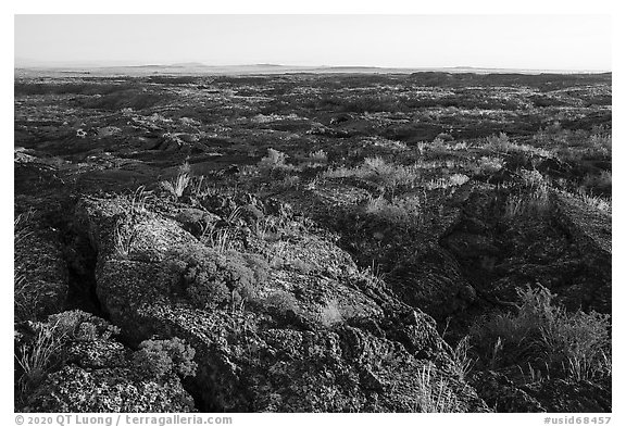 Flowers on Wapi Flow at sunrise. Craters of the Moon National Monument and Preserve, Idaho, USA