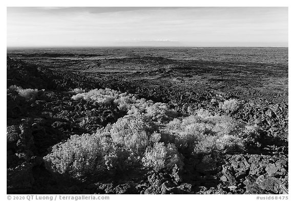 Rabbitbrush in bloom and Wapi Flow. Craters of the Moon National Monument and Preserve, Idaho, USA (black and white)